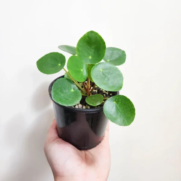 Chinese Money Plant - 4 inch Pilea peperomioides - Easy Care Houseplant
