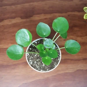 Chinese Money Plant - 4 inch Pilea peperomioides - Easy Care Houseplant