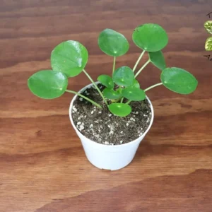 Chinese Money Plant - 4 inch Pilea peperomioides - Easy Care Houseplant