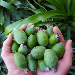 Coolidge Pineapple Guava Plant - Edible Fruit Tree - 10-14 inches