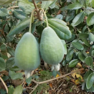 Coolidge Pineapple Guava Plant - Edible Fruit Tree - 10-14 inches