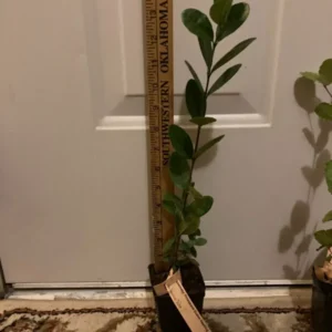 Coolidge Pineapple Guava Plant - Edible Fruit Tree - 10-14 inches