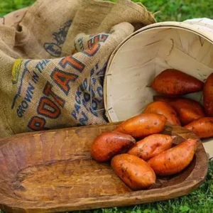 Covington Sweet Potato Slips - 10 Non-GMO Plants for Your Garden