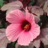 Cranberry Hibiscus Plants Live - 2 Well-Rooted Hibiscus Flower Plants 5 Inches Tall