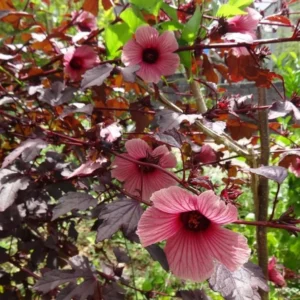 Cranberry Hibiscus Plants Live - 2 Well-Rooted Hibiscus Flower Plants 5 Inches Tall