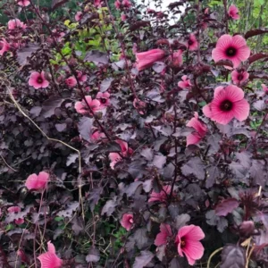 Cranberry Hibiscus Plants Live - 2 Well-Rooted Hibiscus Flower Plants 5 Inches Tall