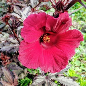 Cranberry Hibiscus Plants Live - 2 Well-Rooted Hibiscus Flower Plants 5 Inches Tall