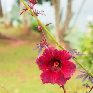Cranberry Hibiscus Plants Live - 2 Well-Rooted Hibiscus Flower Plants 5 Inches Tall