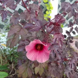 Cranberry Hibiscus Plants Live - 2 Well-Rooted Hibiscus Flower Plants 5 Inches Tall