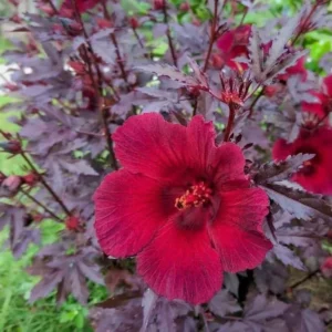 Cranberry Hibiscus Plants Live - 2 Well-Rooted Hibiscus Flower Plants 5 Inches Tall