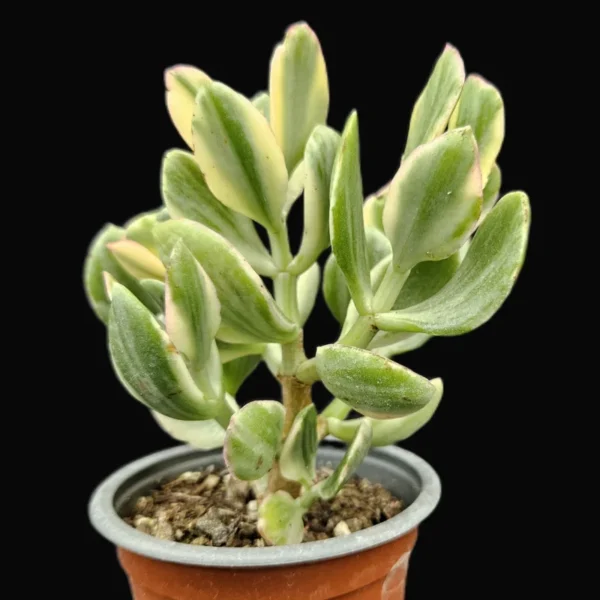 Crassula Ovata Variegated Plant - 4'' Potted Jade Plant