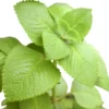 Cuban Oregano Plant - Live Mexican Mint Herb - Spanish Thyme Cutting