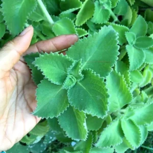 Cuban Oregano Plant - Live Mexican Mint Herb - Spanish Thyme Cutting