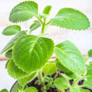Cuban Oregano Plant - Live Mexican Mint Herb - Spanish Thyme Cutting