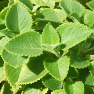 Cuban Oregano Plant - Live Mexican Mint Herb - Spanish Thyme Cutting