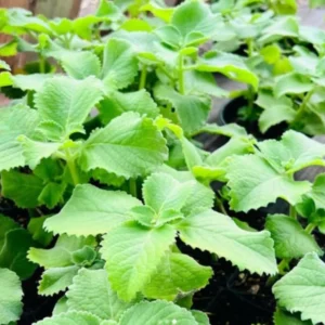 Cuban Oregano Plant - Live Mexican Mint Herb - Spanish Thyme Cutting