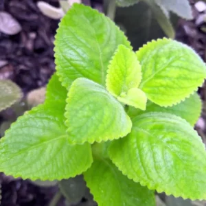 Cuban Oregano Plant - Live Mexican Mint Herb - Spanish Thyme Cutting