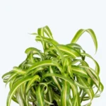 Curly Spider Plant 4 inch - Tropical Indoor Plant for Home Decor
