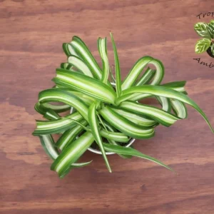 Curly Spider Plant 4 inch - Tropical Indoor Plant for Home Decor