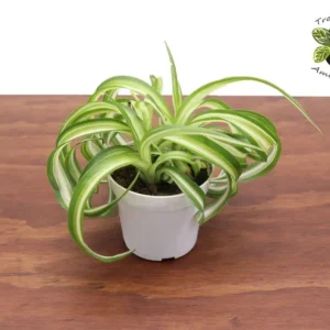 Curly Spider Plant 4 inch - Tropical Indoor Plant for Home Decor