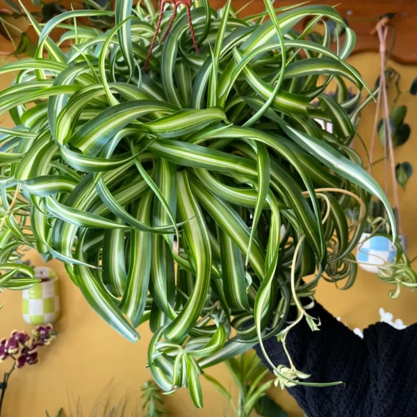 Curly Spider Plant 6'' Bonnie - Easy Care Houseplant