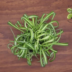 Curly Spider Plant 6'' Bonnie - Easy Care Houseplant