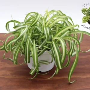 Curly Spider Plant 6'' Bonnie - Easy Care Houseplant