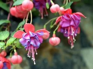 Dark Eyes Fuchsia
