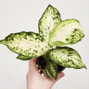 Dieffenbachia Amy Plant - 4 Inch Potted Houseplant - Tropical Foliage