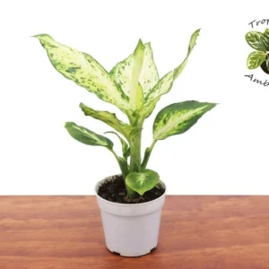Dieffenbachia Amy Plant - 4 Inch Potted Houseplant - Tropical Foliage
