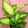 Dieffenbachia Compacta Camille Plant - 4 Inch Potted Houseplant