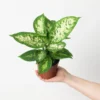 Dieffenbachia Compacta Tropical Snow Plant - 4 Inch Potted Indoor Plant