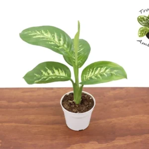 Dieffenbachia Compacta Tropical Snow Plant - 4 Inch Potted Indoor Plant