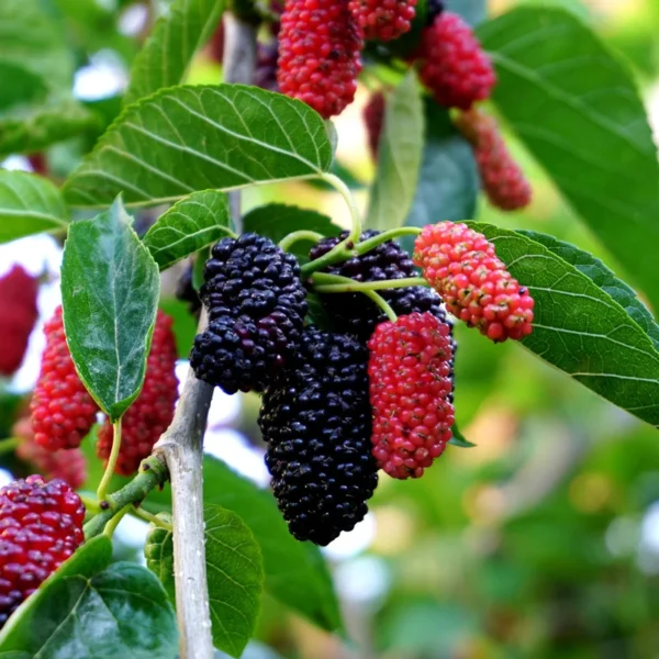 Dwarf Everbearing Mulberry Plant Plug 4-8 in Edible Fruit Tree