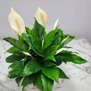 Peace Lily Spathiphyllum - 4 Inch Potted Plant - Easy Care Houseplant