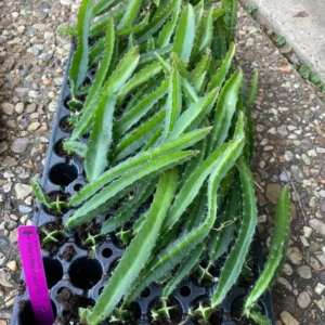 Edgar's Baby Dragon Fruit Hylocereus Plant Plug Tree 4-8 Inches Edible Fruit