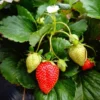 Everbearing Strawberry Plants - 25 Bare Root Day Neutral Seascape Strawberry Plants - Free Shipping