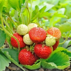 Everbearing Strawberry Plants - 25 Bare Root Day Neutral Seascape Strawberry Plants - Free Shipping