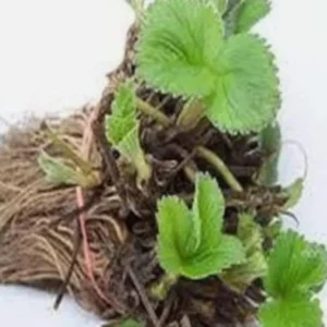 Everbearing Strawberry Plants - 25 Bare Root Day Neutral Seascape Strawberry Plants - Free Shipping