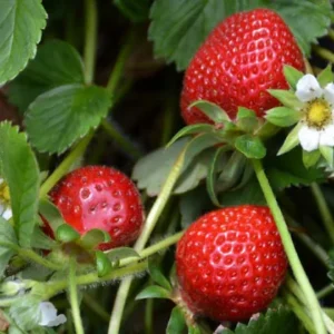 Everbearing Strawberry Plants - 25 Bare Root Day Neutral Seascape Strawberry Plants - Free Shipping