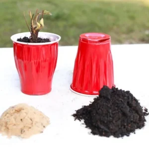 Everbearing Strawberry Plants - 25 Bare Root Day Neutral Seascape Strawberry Plants - Free Shipping