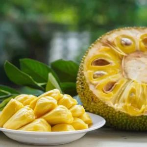 Jackfruit Seedling Live Tropical Fruit Plant 8-12 Inch - Well Rooted