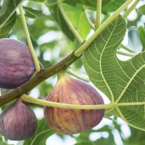 Fignomenal Fig Tree Plant - Ficus carica - 3-6 inch Edible Fruit Plug