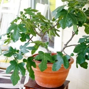Fignomenal Fig Tree Plant - Ficus carica - 3-6 inch Edible Fruit Plug