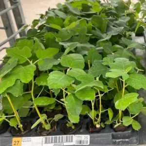 Fignomenal Fig Tree Plant - Ficus carica - 3-6 inch Edible Fruit Plug