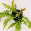 Fishbone Cactus Plant 2 inch Grower Pot
