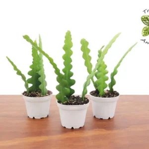 Fishbone Cactus Plant 2 inch Grower Pot