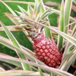 Florida Special Pineapple Plant Plug - 6-8 in - Edible Fruit