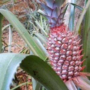 Florida Special Pineapple Plant Plug - 6-8 in - Edible Fruit