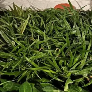 Florida Special Pineapple Plant Plug - 6-8 in - Edible Fruit